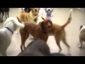 EBTV Business Spotlight K9 Resorts Daycare & Luxury Hotel EBTV Business Spotlight K9 Resorts Daycare & Luxury Hotel