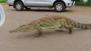 Lower Sabie Croc Lies In Front Of Our Car - Kruger National Park