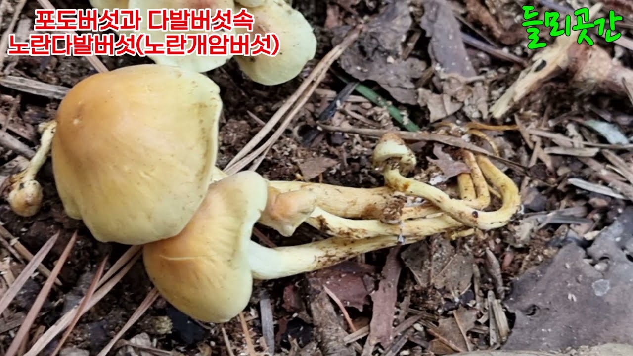 🍄🍄야생버섯 이름알기 식용버섯.독버섯 15종🍄🍄