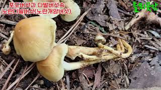 야생버섯 이름알기 식용버섯.독버섯 15종