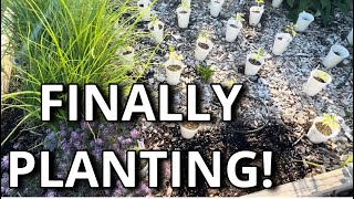 Can We Get These Veggies Planted Before the HEAT STRIKES?! | VLOG