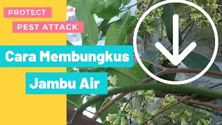 Cara membungkus Jambu || How to wrap guava