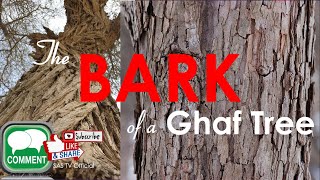 Teaching Resource: The Bark of a Ghaf Tree | SAS TV Official
