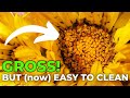 The easiest (&amp; fastest!) way to clean bugs off infested flowers // Calendula