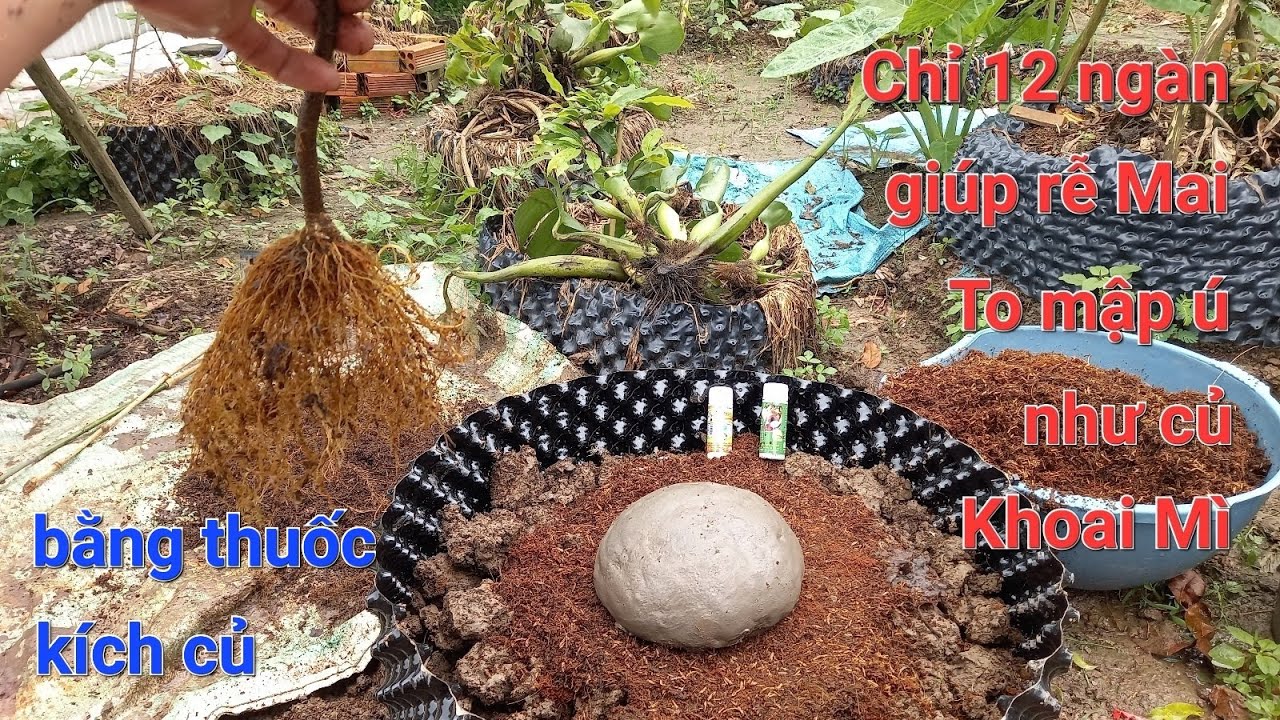 Chỉ tốn 12 ngàn giúp rễ Mai to mập ú như củ Khoai Mì bằng thuốc siêu kích củ ạ