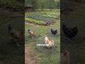 This Chicken Tunnel Idea is Genius 🐔 #Shorts