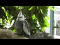 A Year in my Aviary 2017 | Cockatiels Galore | Mixed Aviary