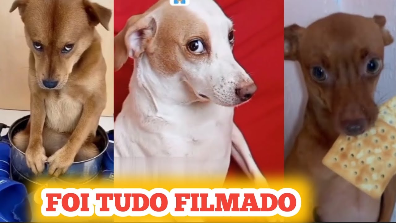esses cachorros já dominaram o mundo 😂🤣 