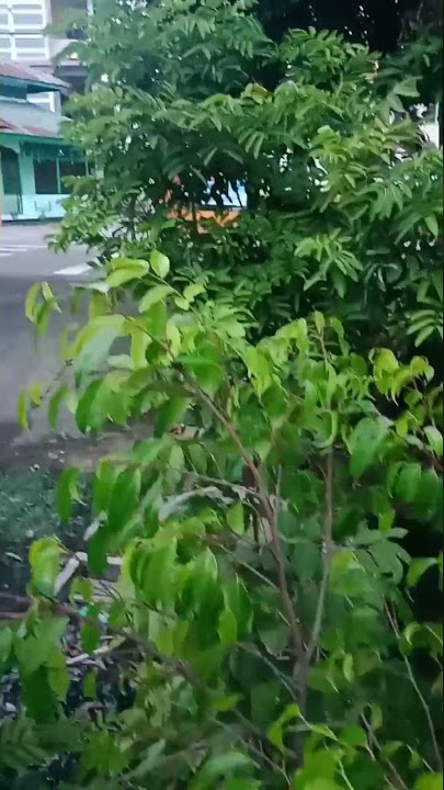 Tanaman Liar ficus. Kayu Ara Hidup di tempat yang tak terduga. dongkel gak y.. mmm...