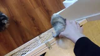 Ferret Can Climb Like A Monkey