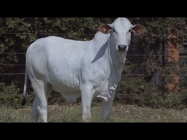 Lote 20   Leilão Nelore CEN & Fazenda Modelo