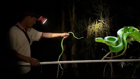 Nghề Bắt Rắn Lục  Ít Ai Dám Làm Hồi Hộp Từng Phút | Lương Ngố Vlogs