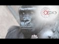 Марина Ванчатова: "Жизнь горилл в Пражском зоопарке глазами этолога"