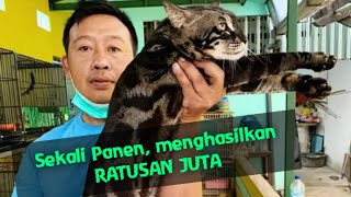 Gagal Ternak Murai Batu, Sukses Di Kucing Bengal | Peluang Ternak Kucing Bengal || Si Dante Cattery