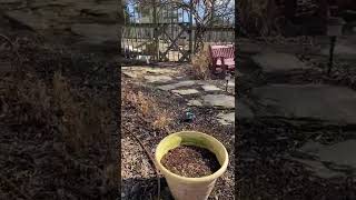 March Reflections from the Iris Respite House & Healing Gardens