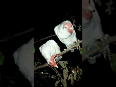 #galline #курица #gallinas #galinha #poulet #животные #animais #animals #animales #animali #animaux