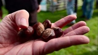 Британцы сразились в битве на каштанах (новости) http://9kommentariev.ru/ Британцы сразились в битве на каштанах (новости) http://9kommentariev.ru/