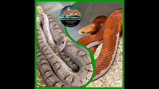 Celebrity Clutch 44: High white Piedsided Bloodred combos | Future-Morphs Wealth