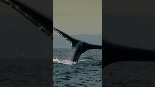 Humpback Whale Diving Down!