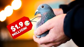 These Are the 27 Most Expensive Pets In The World!  Expensive Pets Ever by Petopedia 415 views 4 months ago 11 minutes, 6 seconds