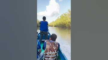 Về Cà Mau Đi Bắt Ba Khía Trong Rừng Đước 11| #shorts #vietnamdiscoverychannel