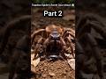 Trapdoor Spider’s Secret Door Attack 😱 #shortvideo #facts #spiderman #shorts #short