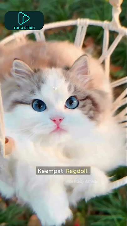 Jenis Kucing dengan Bulu Lebat.