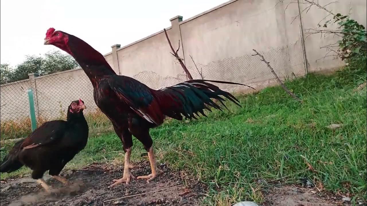 Beautiful Aseel Rooster Pure Pakistani Aseel Pakistan Shamo Aseel