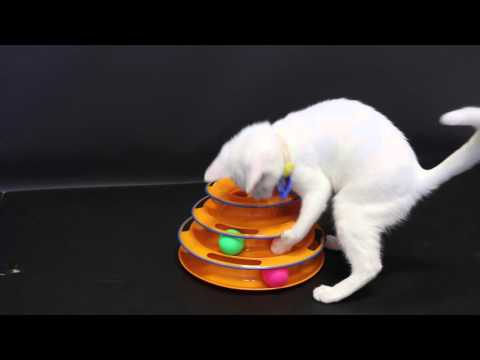 Cutie Kitten playing with Tower Of Tracks, Multi Level Cat Toy!