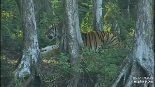 Dutchess tiger says, no cameras today please  Big Cat Rescue in Tampa Florida. 