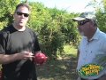 Pomegranate Tour