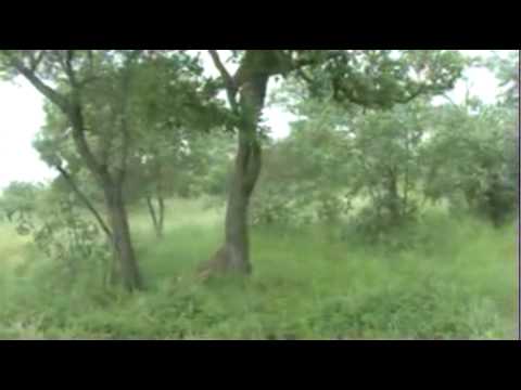 Leopard and Hyena Encounter at Wildearth.tv