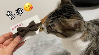 猫の首輪！この首輪本当におすすめ！ぽぽねこさんの禿げない首輪！【キジトラ白】