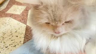 Chin acne treatment in cats at home