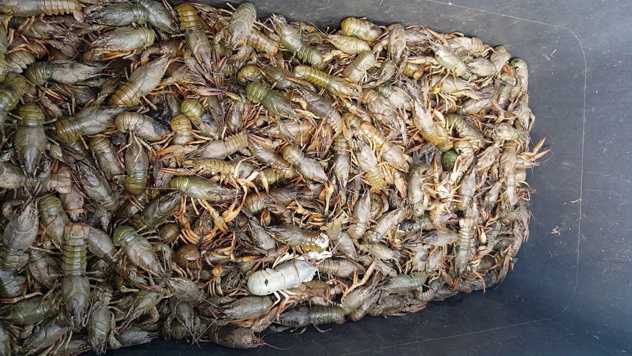 К чему снится много раков. Рачки для рыбалки. Фото большой кучи раков.. Раковые пруды. Раковая ферма Волгодонск.