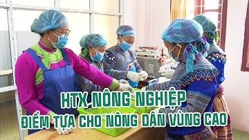 Hợp tác xã liên kết sản xuất - điểm tựa cho bà con nông dân vùng cao | THLC