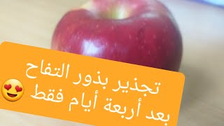 تجذير بذور التفاح بعد أربعة أيام فقط Enracinement des pépins de pomme en seulement 4 jours