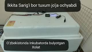 Bir Tuxumda 2 ta Sarig'i bor tuxum ochyabdi Jo'ja Qanday Xolat bo'lar ekan