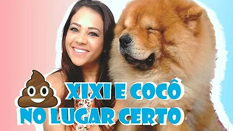 Como ensinar um Chow Chow a fazer xixi no lugar certo?