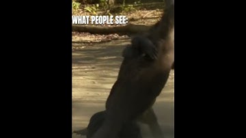 What I see| #monsterverse #godzillafighting #edit #godzillaxkongthenewempire #godzilla #vs #shimo