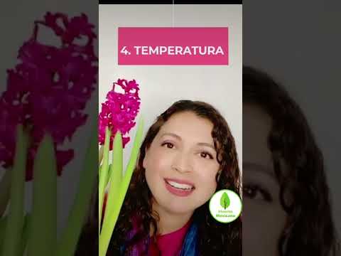 Vídeo: Cuidados com jacintos de ametista – Plantando bulbos de jacinto de ametista no jardim