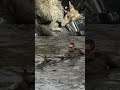 RESCUED: Injured coyote SAVED after getting stuck in mud in St. James