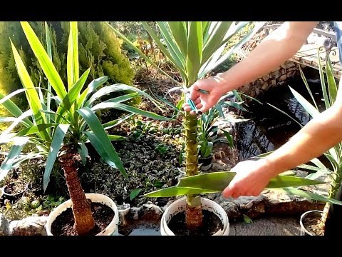 How to grow Yucca plants from cuttings