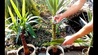 How to grow Yucca plants from cuttings