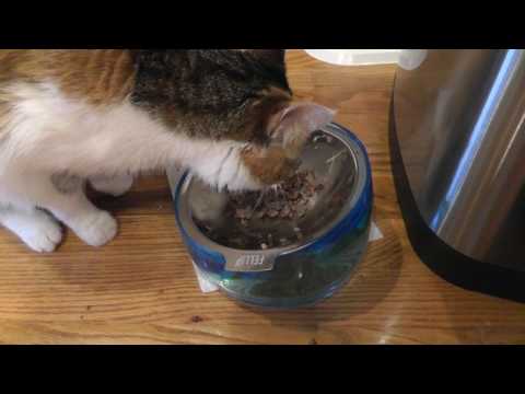 fellip-lordly-puss-ergonomic-pet-bowl-review