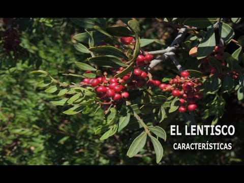 Vídeo: Què és el xiclet de pistacia lentiscus (màstic)?