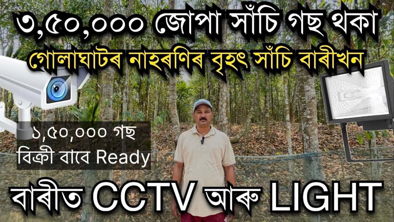 ৩,৫০,০০০ জোপা সাঁচি গছ থকা গোলাঘাটৰ নাহৰণিৰ অসমৰ বৃহৎ সাঁচি বাৰী Agarwood Farming। Teli Sashi Kheti