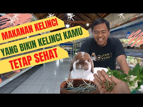 MAKANAN KELINCI AGAR TETAP SEHAT DAN TIDAK CEPAT MATI