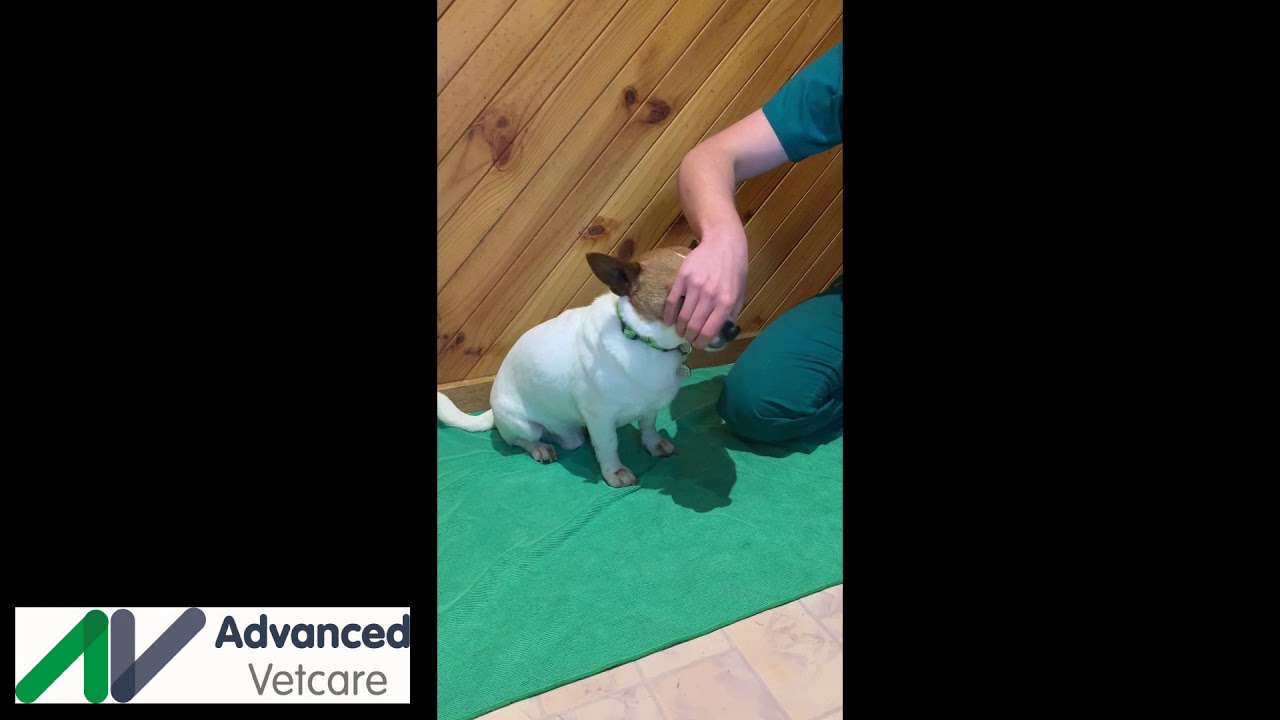 Giving Tablets to Pets YouTube