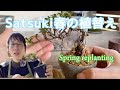 サツキ春の植替え／It is also recommended to replant Satsuki in the spring！